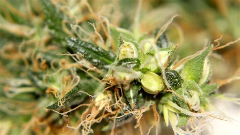 How To Detect And Prevent Hermaphrodite Cannabis Plants.